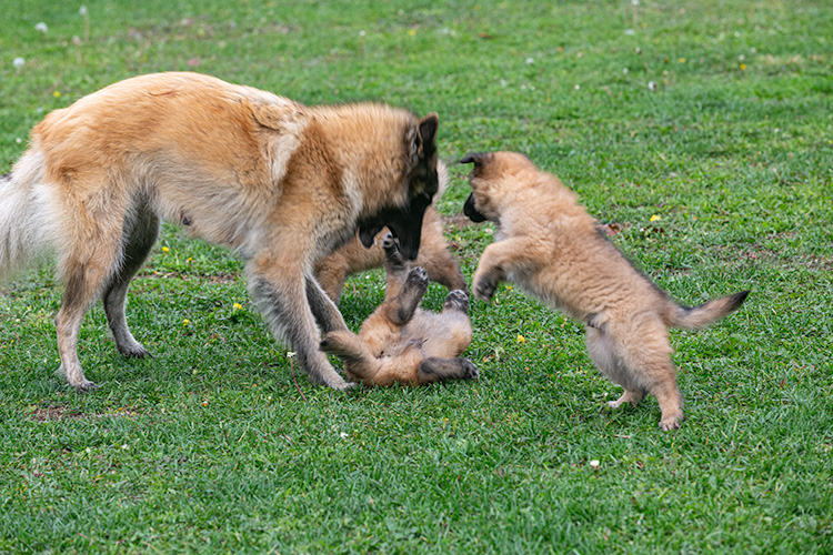 Xena met pups